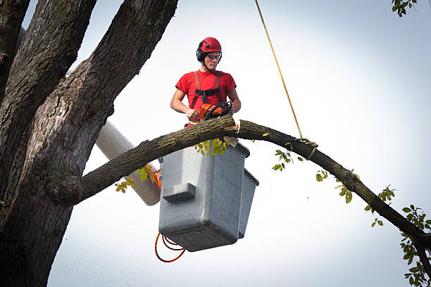 The Village, OK Tree Service Company